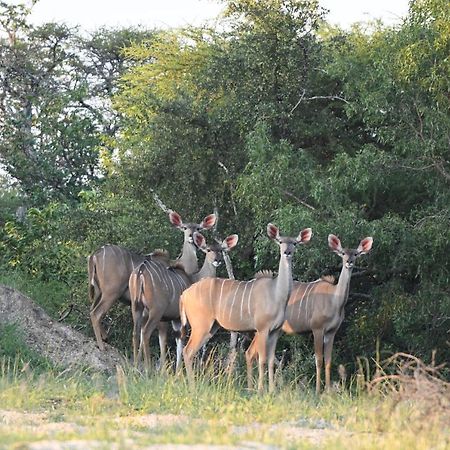 Ngangane Lodge & Reserve Франсістаун Екстер'єр фото
