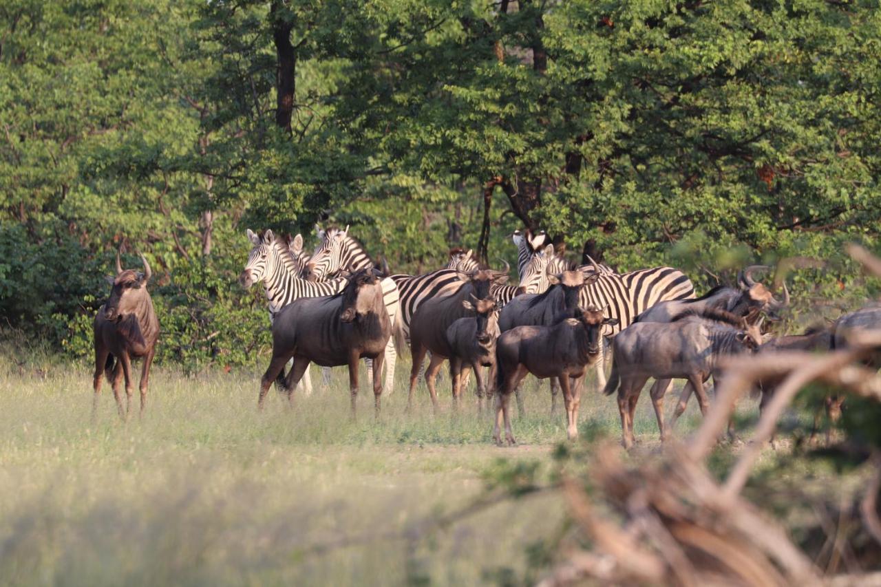 Ngangane Lodge & Reserve Франсістаун Екстер'єр фото