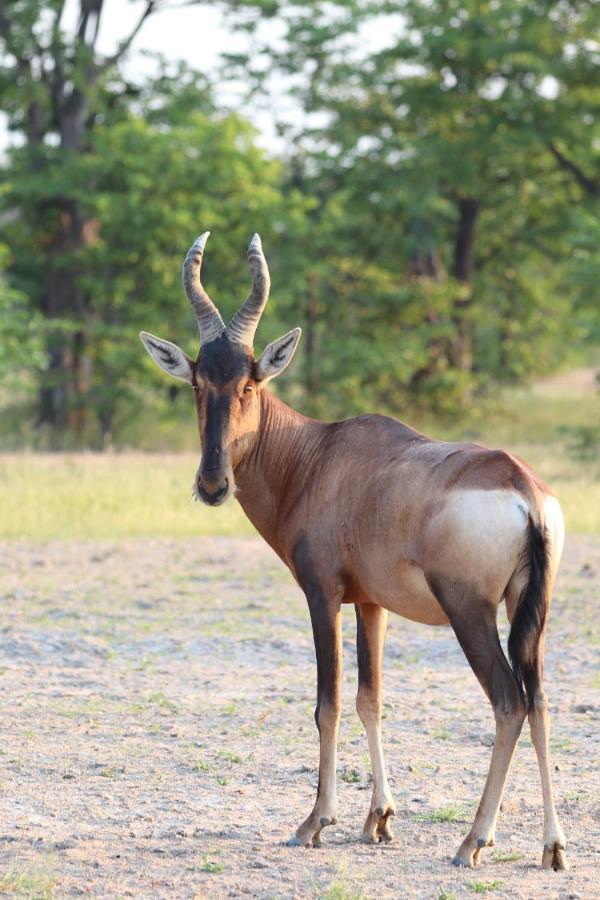 Ngangane Lodge & Reserve Франсістаун Екстер'єр фото