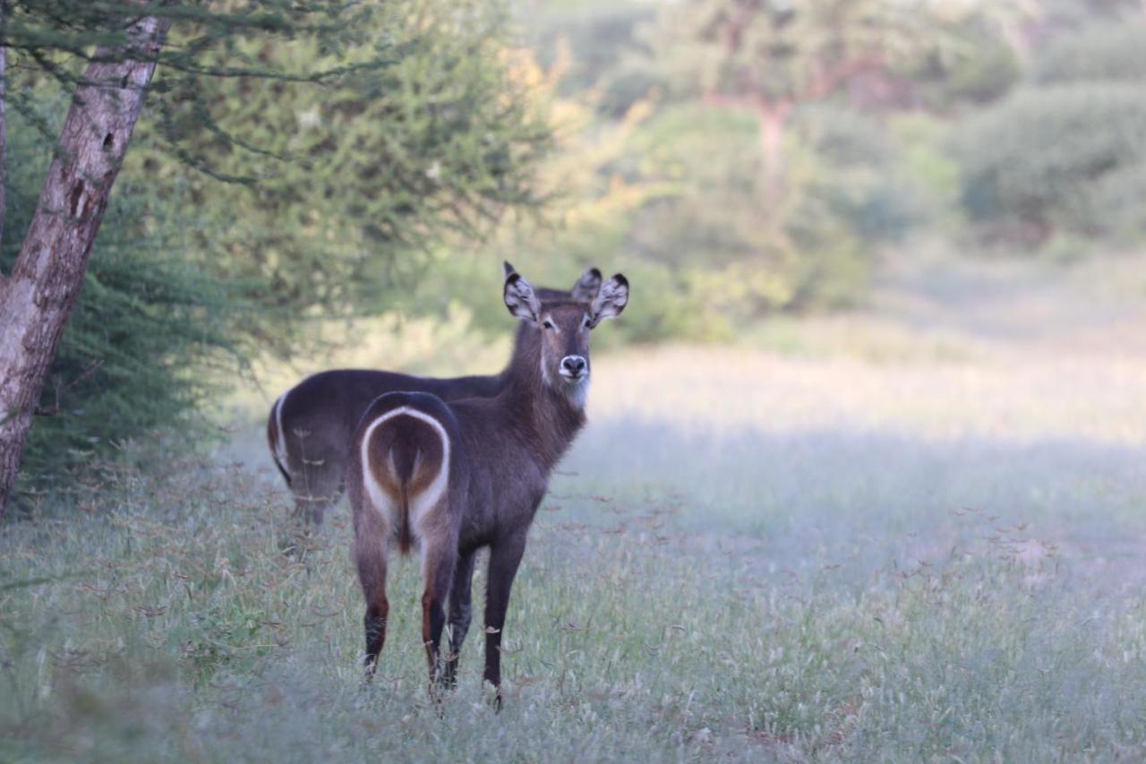 Ngangane Lodge & Reserve Франсістаун Екстер'єр фото