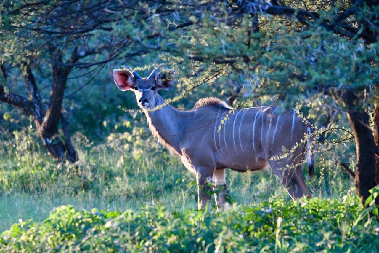Ngangane Lodge & Reserve Франсістаун Екстер'єр фото